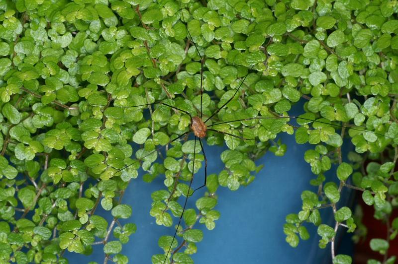 Leiobunum_rotundum_D3814_Z_89_Badhoevedorp_Nederland.jpg