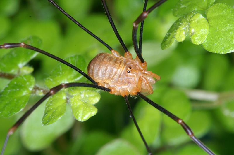 Leiobunum_rotundum_D3815_Z_91_Badhoevedorp_Nederland.jpg