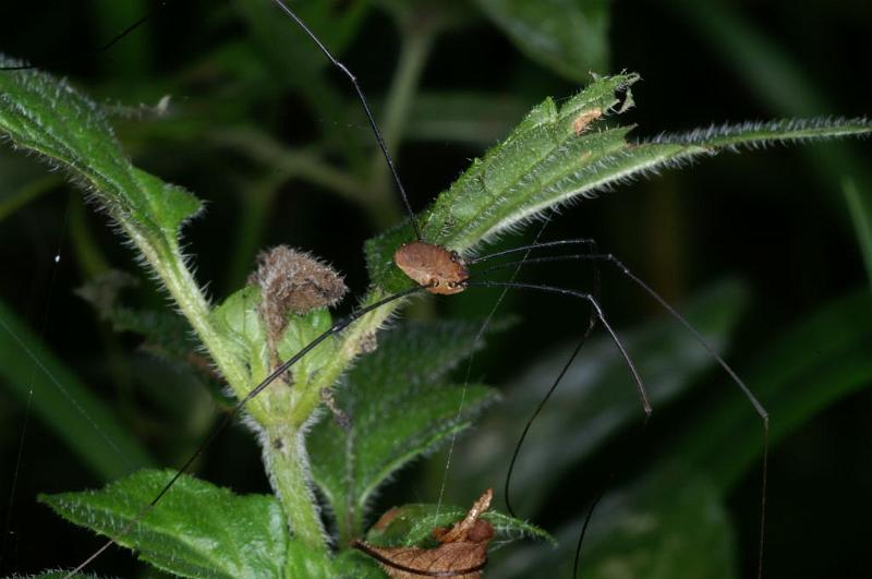Leiobunum_rotundum_D3862_Z_89_Kaaihoeve_Belgie.jpg