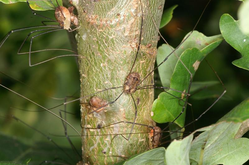 Leiobunum_rotundum_D3866_Z_88_Kaaihoeve_Belgie.jpg
