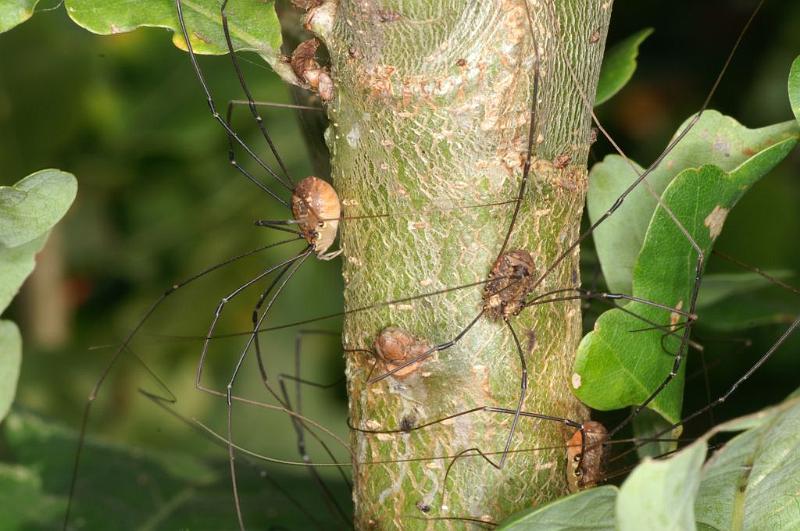 Leiobunum_rotundum_D3867_Z_88_Kaaihoeve_Belgie.jpg