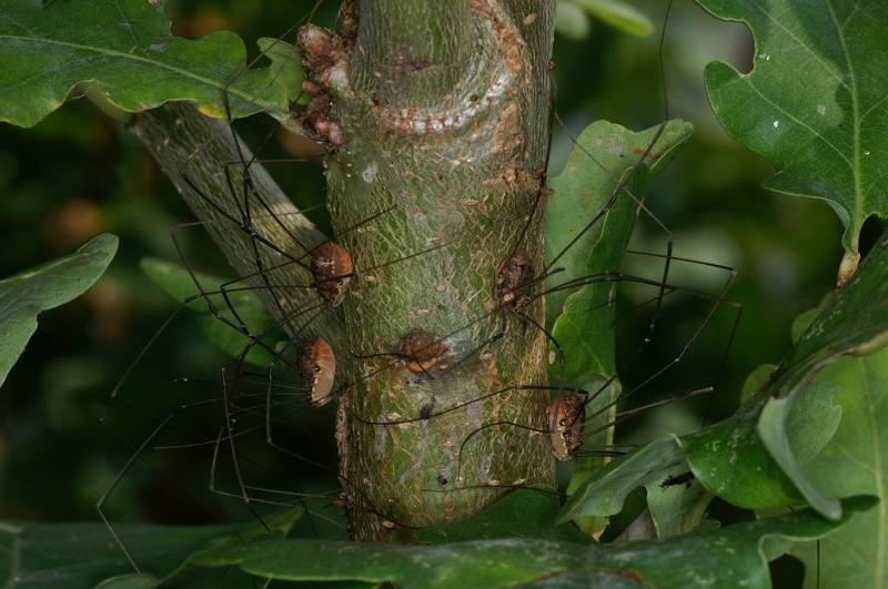 Leiobunum_rotundum_D3868_Z_86_Kaaihoeve_Belgie.jpg