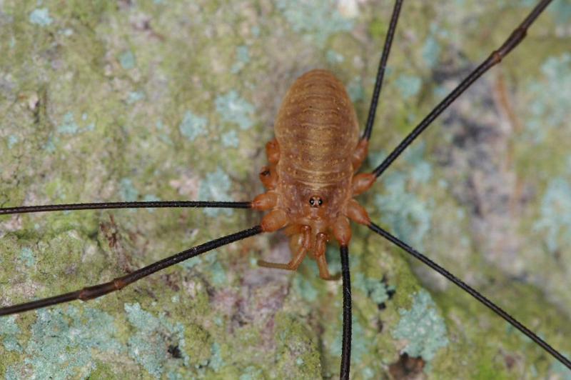 Leiobunum_rotundum_D4023_Z_85_Waterleidingduinen_Nederland.jpg