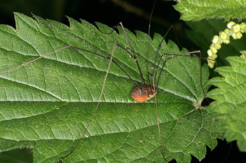 Leiobunum_rotundum_D5244_Z_89_Maarsenbroek_Nederland.jpg