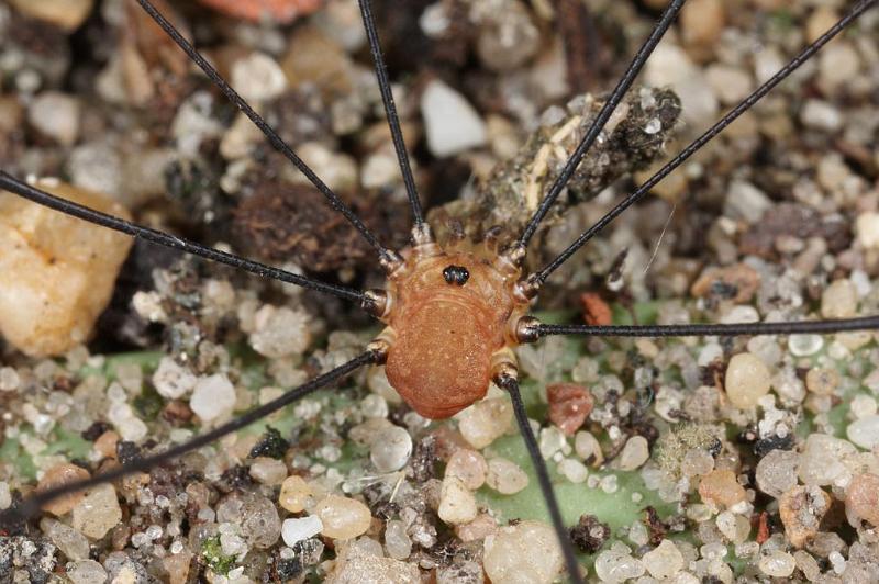 Leiobunum_rotundum_D7607_Z_91_Badhoevedorp_Nederland.jpg