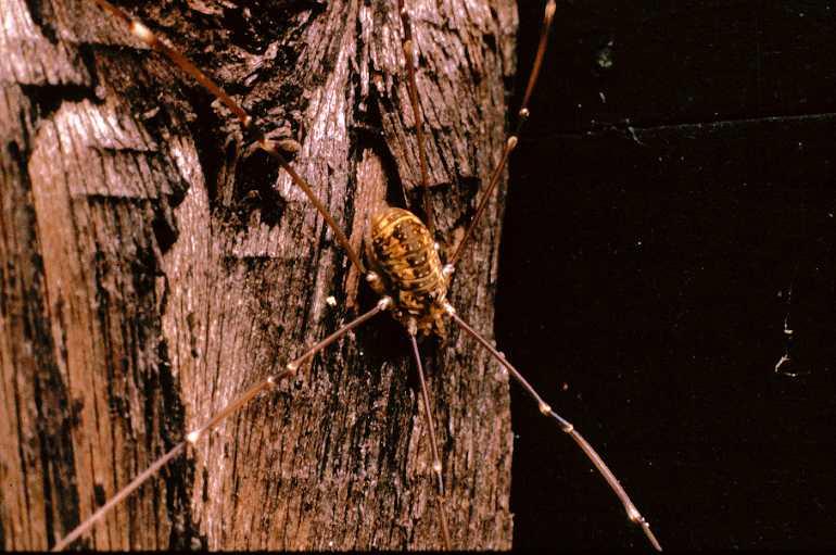 Leiobunum_rotundum_P0087_Z_85_-_-.jpg