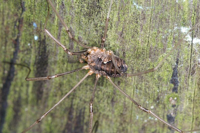Mitopus_morio_D3803_Z_88_Badhoevedorp_Nederland.jpg