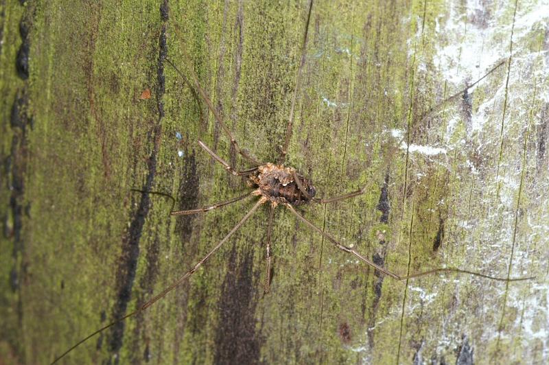 Mitopus_morio_D3804_Z_89_Badhoevedorp_Nederland.jpg