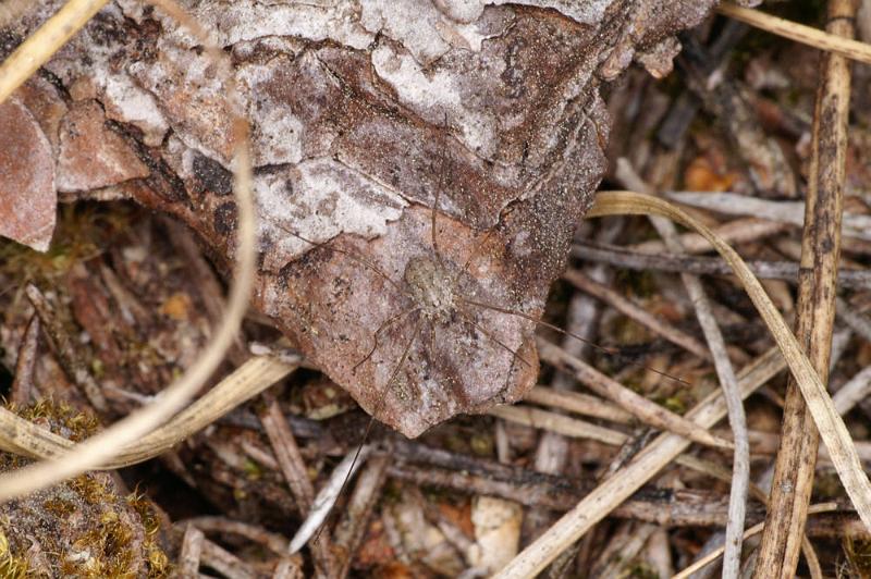 Mitopus_morio_D4358_Z_85_Badhoevedorp_Nederland.jpg
