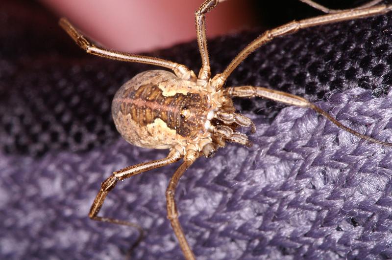 Mitopus_morio_D4644_Z_89_-_Oostenrijk.jpg