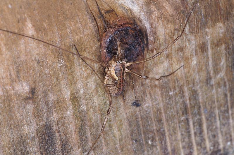 Mitopus_morio_D4645_Z_87_-_Oostenrijk.jpg