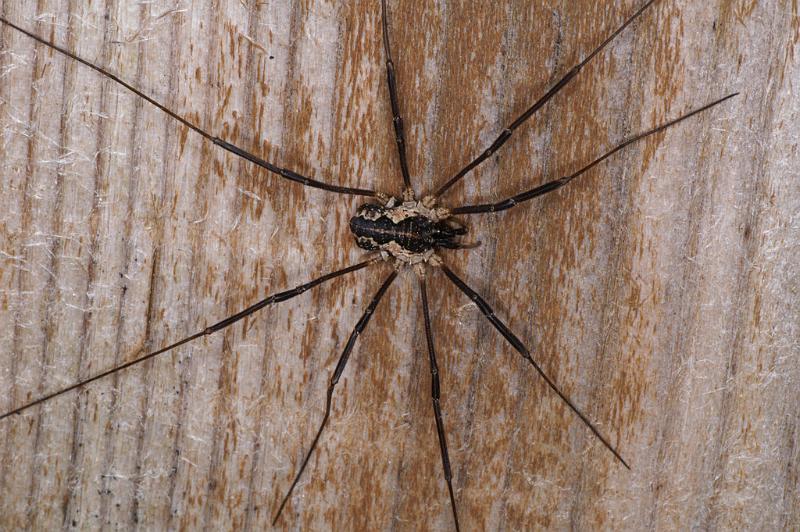 Mitopus_morio_D4648_Z_88_-_Oostenrijk.jpg