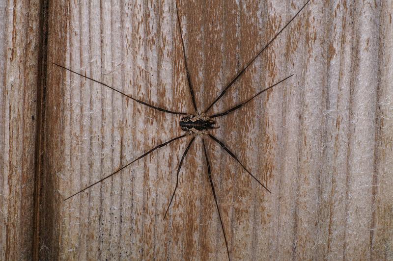 Mitopus_morio_D4649_Z_88_-_Oostenrijk.jpg
