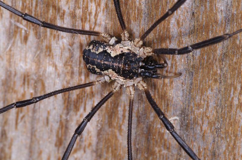 Mitopus_morio_D4650_Z_88_-_Oostenrijk.jpg