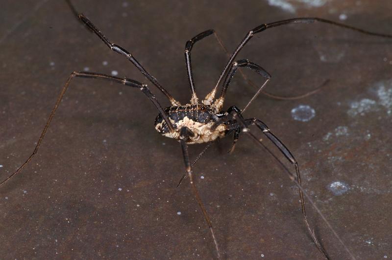 Mitopus_morio_D4651_Z_88_-_Oostenrijk.jpg