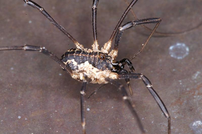 Mitopus_morio_D4652_Z_89_-_Oostenrijk.jpg