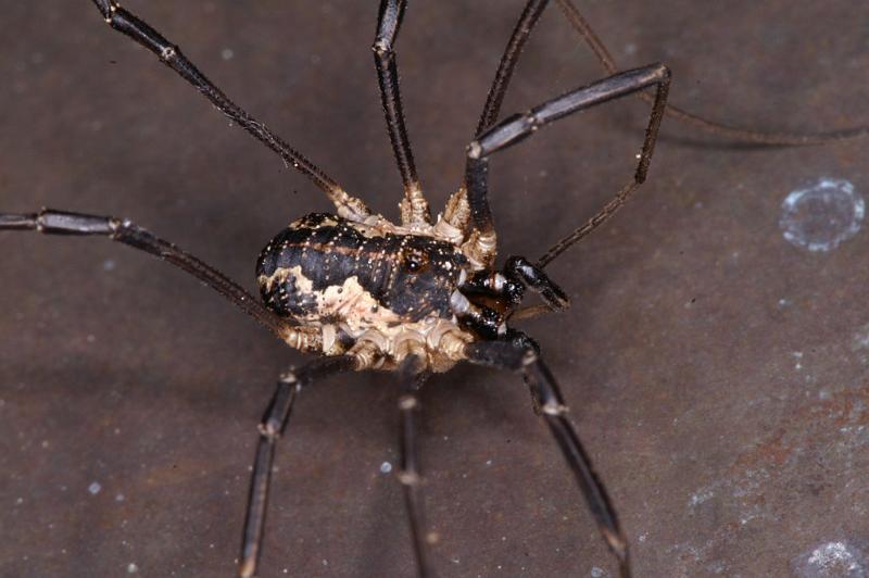 Mitopus_morio_D4653_Z_88_-_Oostenrijk.jpg