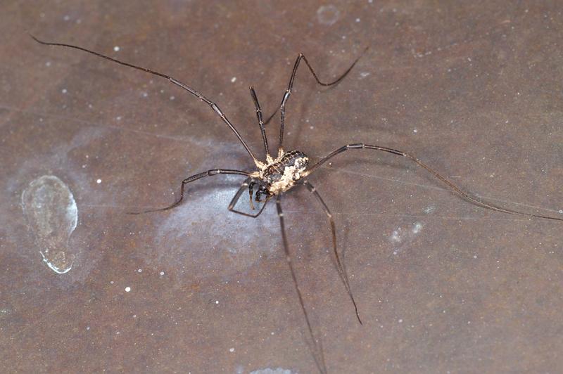 Mitopus_morio_D4654_Z_90_-_-.jpg
