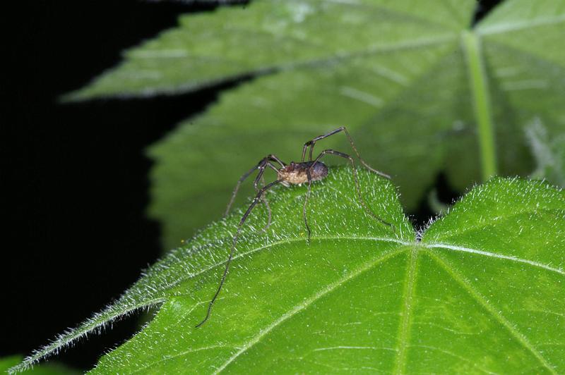 Mitopus_morio_D4655_Z_88_Waterleidingduinen_Nederland.jpg