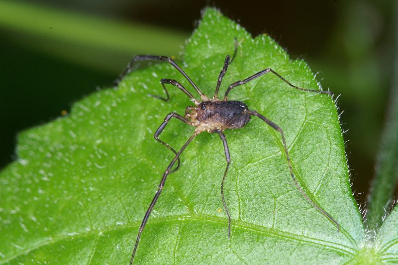 Mitopus_morio_D4656_Z_89_Waterleidingduinen_Nederland.jpg