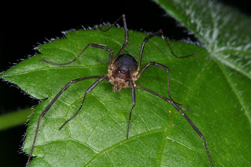 Mitopus_morio_D4658_Z_89_Waterleidingduinen_Nederland.jpg