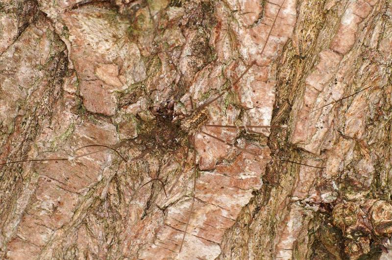 Mitopus_morio_D6989_Z_85_Waterleidingduinen_Nederland.jpg