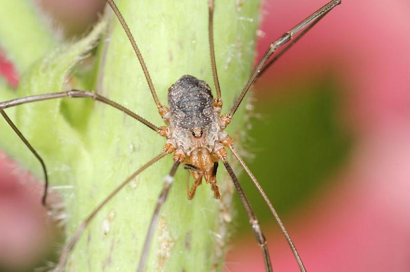 Mitopus_morio_D7477_Z_88_Badhoevedorp_Nederland.jpg