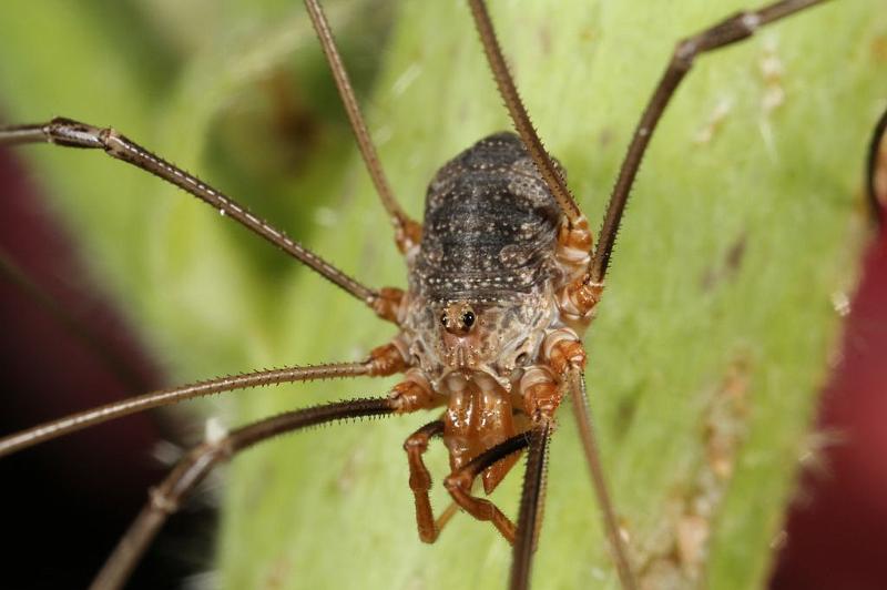 Mitopus_morio_D7478_Z_89_Badhoevedorp_Nederland.jpg