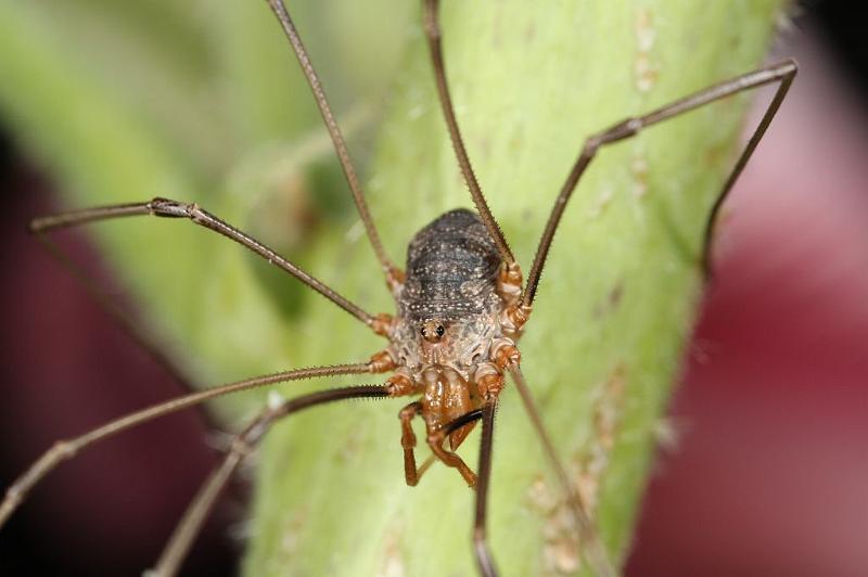 Mitopus_morio_D7479_Z_89_Badhoevedorp_Nederland.jpg