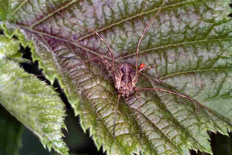Mitopus_morio_F0048_Z_85_-_Frankrijk.jpg