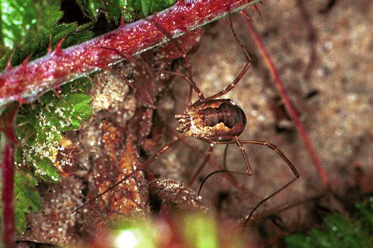 Mitopus_morio_F0188_Z_75_Waterleidingduinen_Nederland.jpg