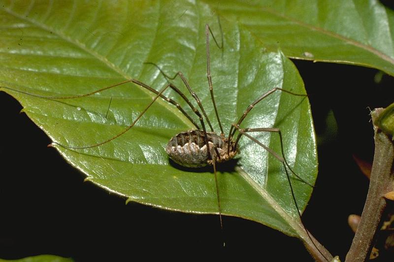Mitopus_morio_P0050_Z_85_Veenendaal_Nederland.jpg