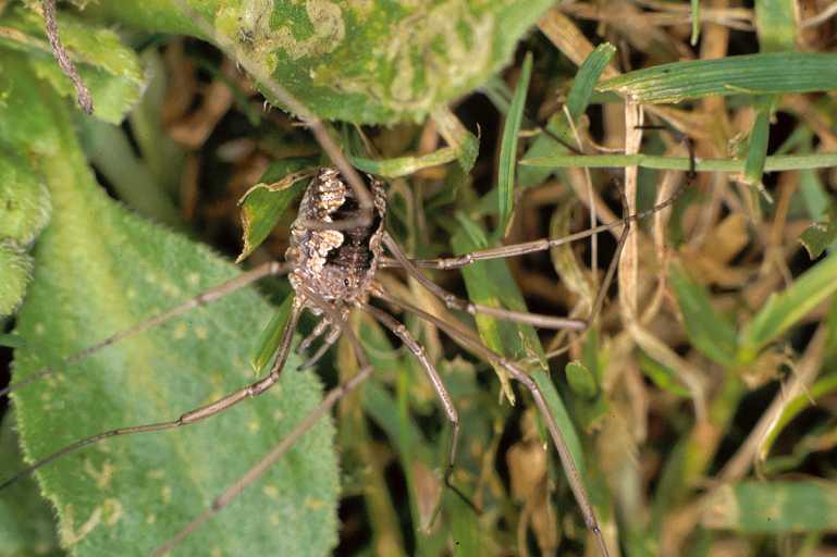 Mitopus_morio_P0195_Z_80_Badhoevedorp_Nederland.jpg