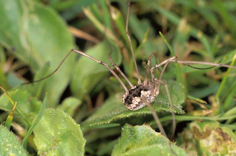 Mitopus_morio_P0196_Z_85_Badhoevedorp_Nederland.jpg