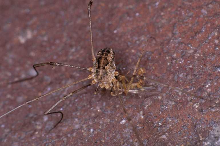 Mitopus_morio_P0197_Z_85_Badhoevedorp_Nederland.jpg