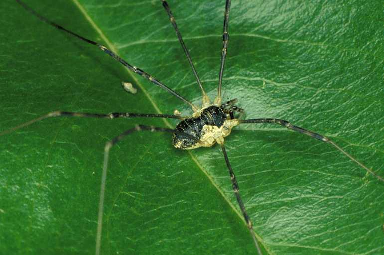 Mitopus_morio_P0309_Z_90_Waterleidingduinen_Nederland.jpg