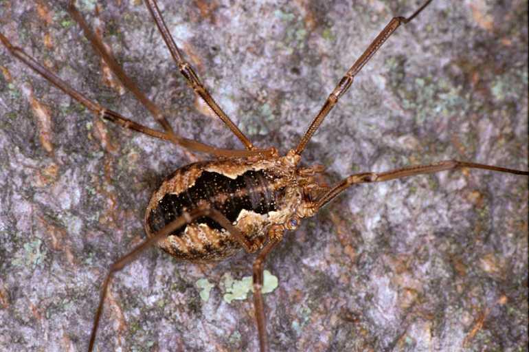 Mitopus_morio_P0904_Z_78_-_Frankrijk.jpg