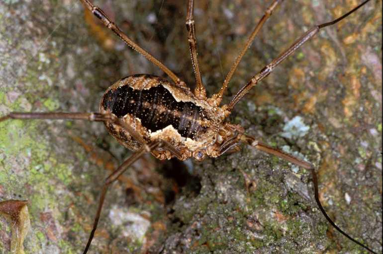 Mitopus_morio_P0905_Z_90_-_Frankrijk.jpg
