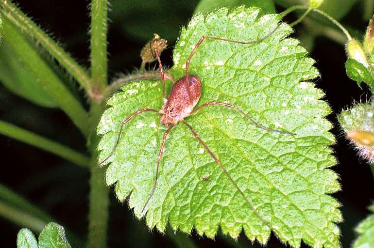 Odiellus_ZZ333_F0963_Z_78_Parcey_Frankrijk.jpg