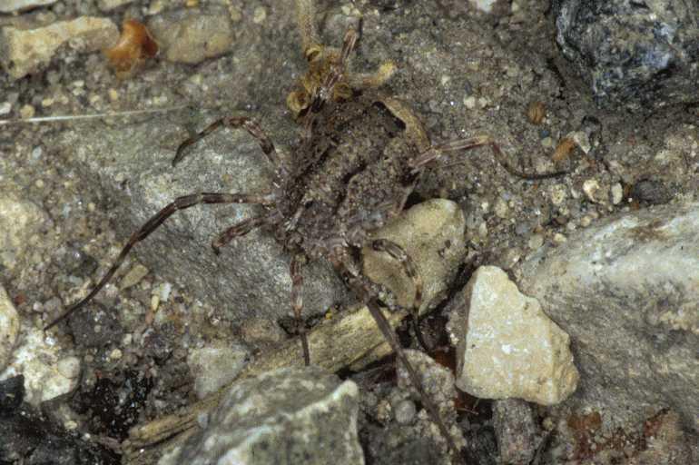Odiellus_spinosus_P0888_Z_90_-_Frankrijk.jpg