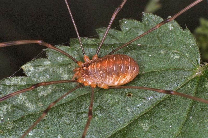Opilio_canestrinii_F0224_Z_80_Utrecht_Nederland.jpg