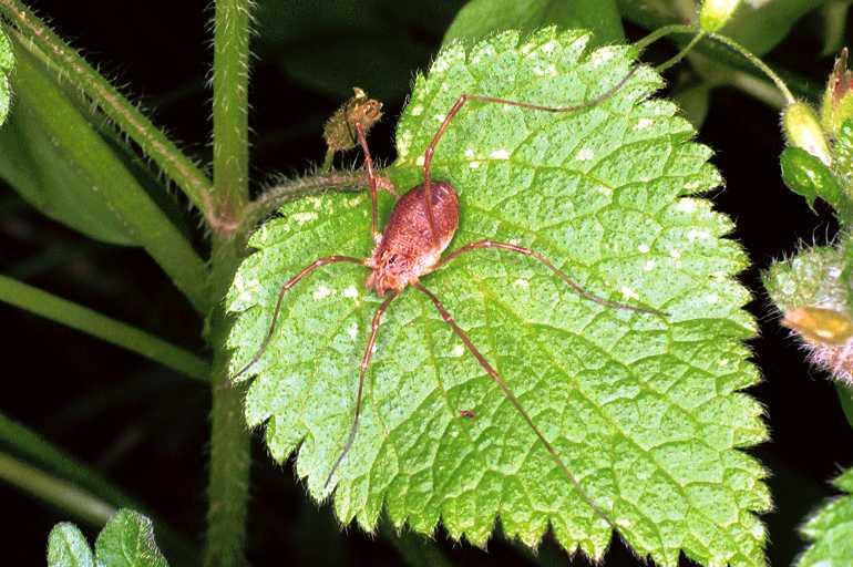 Opilio_canestrinii_F0962_O_78_Parcey_Frankrijk.jpg