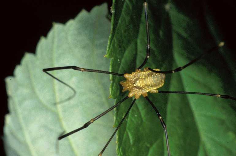 Opilio_canestrinii_P0288_Z_80_Badhoevedorp_Nederland.jpg