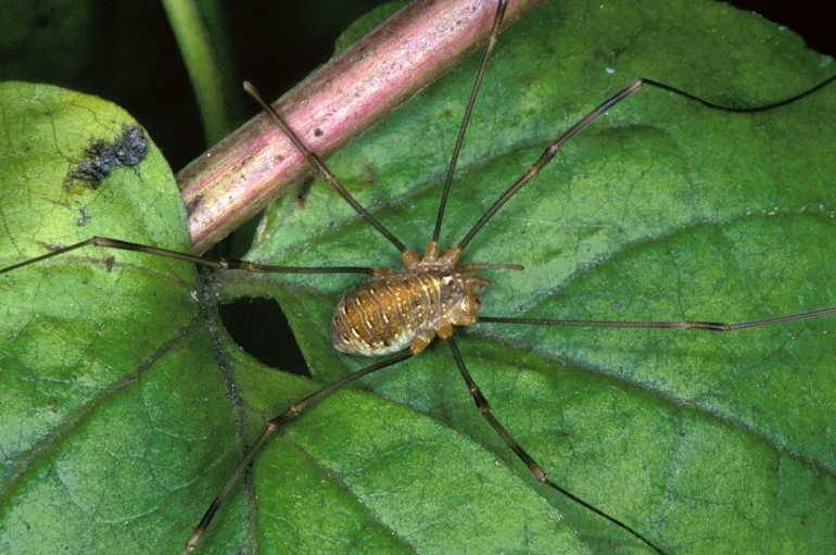 Opilio_canestrinii_P1234_Z_80_Lodeve_Frankrijk.jpg