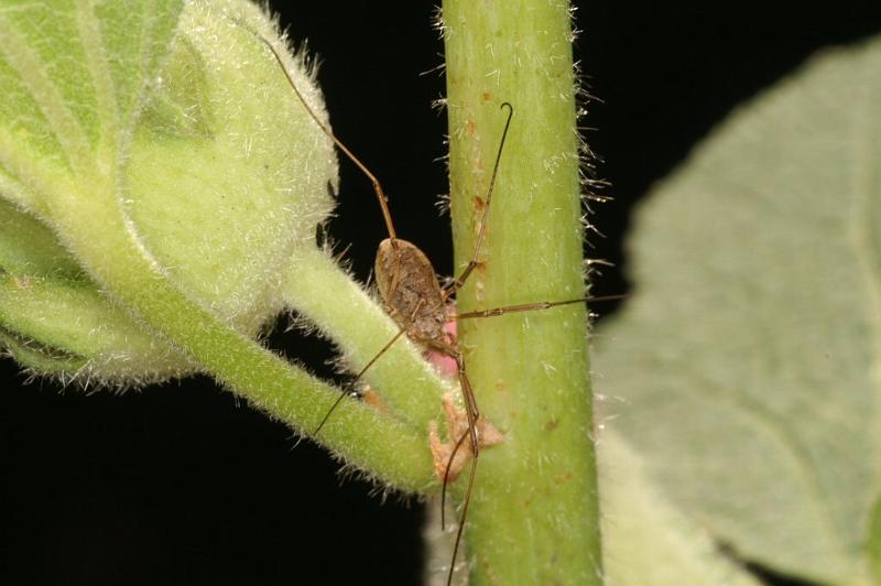 Paroligolophus_agrestis_D3753_Z_82_Badhoevedorp_Nederland.jpg