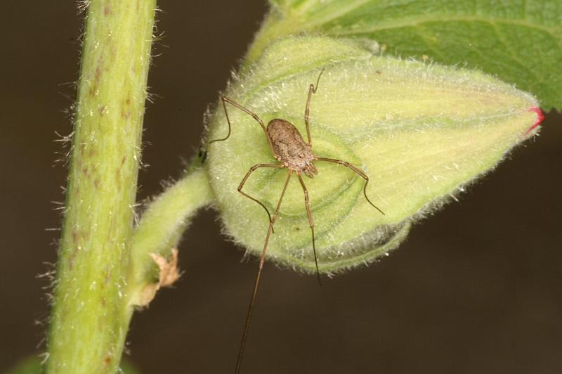 Paroligolophus_agrestis_D3754_Z_85_Badhoevedorp_Nederland.jpg