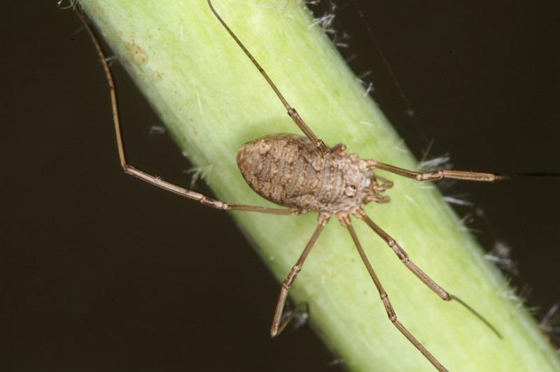 Paroligolophus_agrestis_D3755_Z_82_Badhoevedorp_Nederland.jpg