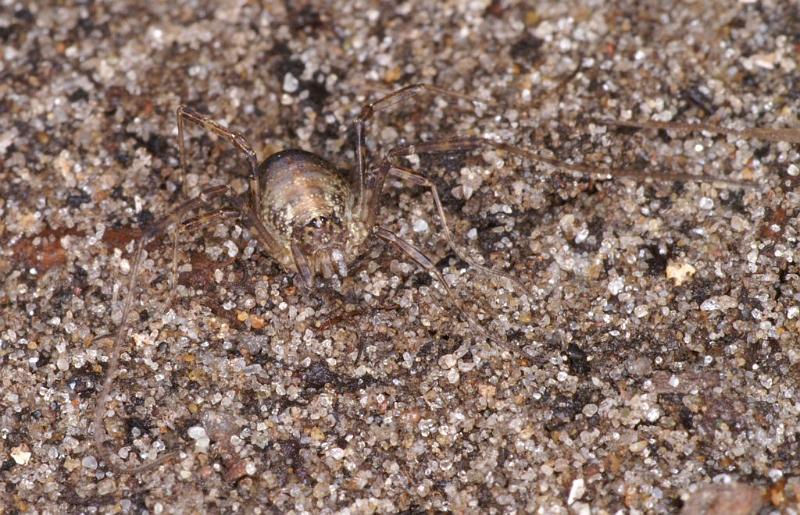 Paroligolophus_agrestis_D4040_Z_82_Waterleidingduinen_Nederland.jpg