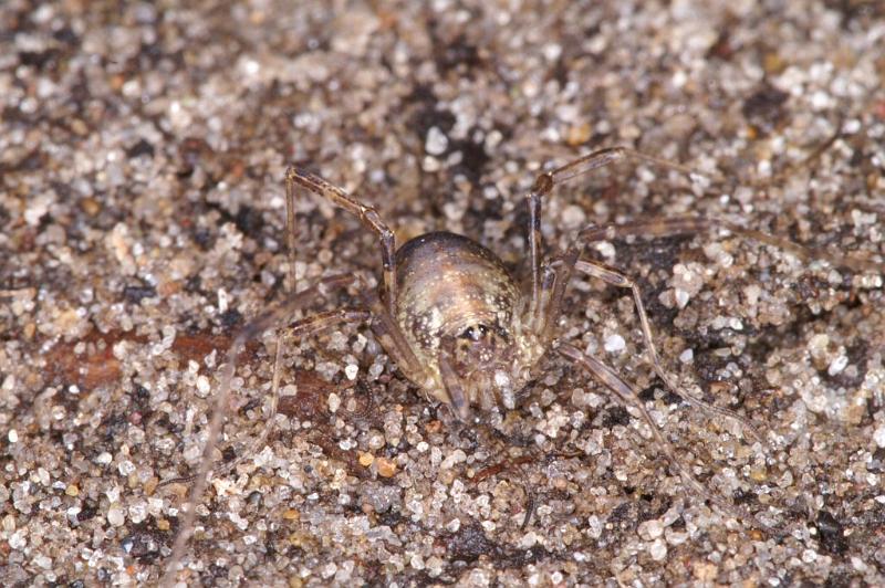 Paroligolophus_agrestis_D4041_Z_82_Waterleidingduinen_Nederland.jpg