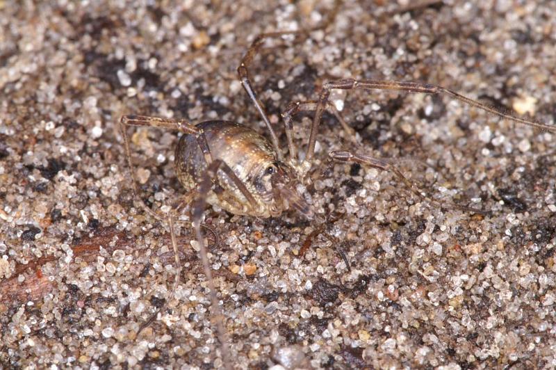 Paroligolophus_agrestis_D4042_Z_82_Waterleidingduinen_Nederland.jpg